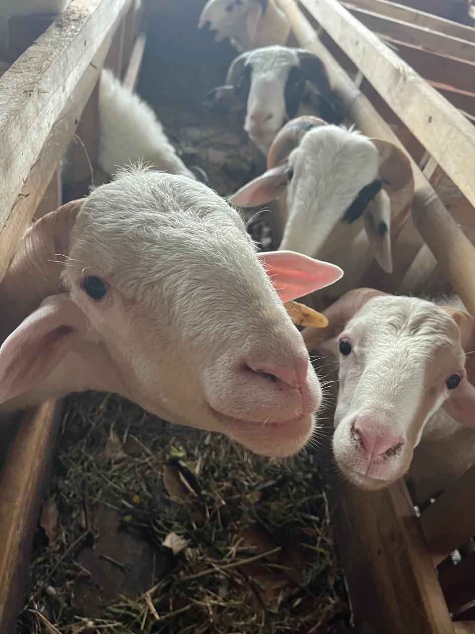 Tentang Nirmala Farm